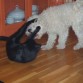 Coco y Fiti jugando
